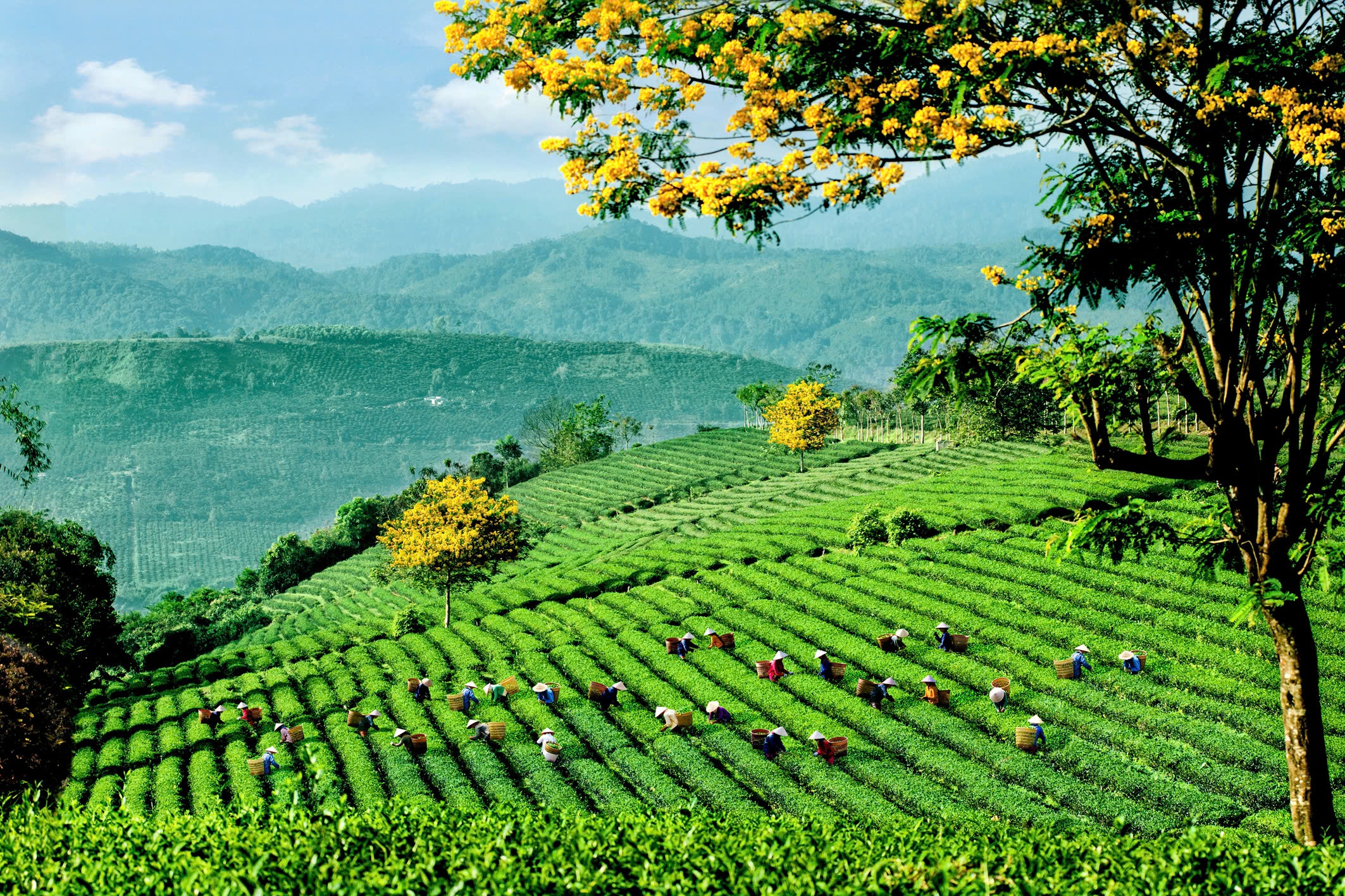 TỪ VĂN HÓA NGHỆ THUẬT ĐẾN NGOẠI GIAO KINH TẾ: WORLD TEA FEST 2025 TẠO ĐÀ PHÁT TRIỂN NGÀNH TRÀ VIỆT NAM RA THẾ GIỚI